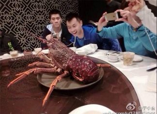 Olympic gold medalist Fu Haifeng (left) looked absolutely stunned by the size of the giant lobster in Australia!
