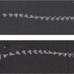 Chronophotographies of shuttlecocks after an impact with a racket, showing the time evolution of the angle between the shuttlecock orientation and its velocity. The shuttlecock’s initial velocity in (a) is 18.6 m/s and in (b) is 10.4 m/s. Credit: Cohen, et al. CC-BY-3.0