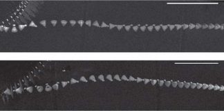 Chronophotographies of shuttlecocks after an impact with a racket, showing the time evolution of the angle between the shuttlecock orientation and its velocity. The shuttlecock’s initial velocity in (a) is 18.6 m/s and in (b) is 10.4 m/s. Credit: Cohen, et al. CC-BY-3.0