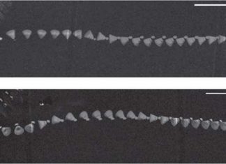 Chronophotographies of shuttlecocks after an impact with a racket, showing the time evolution of the angle between the shuttlecock orientation and its velocity. The shuttlecock’s initial velocity in (a) is 18.6 m/s and in (b) is 10.4 m/s. Credit: Cohen, et al. CC-BY-3.0