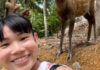 Tai Tzu Ying vs. the deer. (photo: Tai Tzu Ying's Instagram)